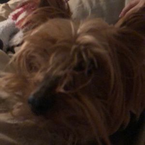 Meet your Posher, Mckenzie